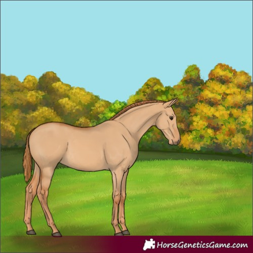 Horse Color:Red Dun 