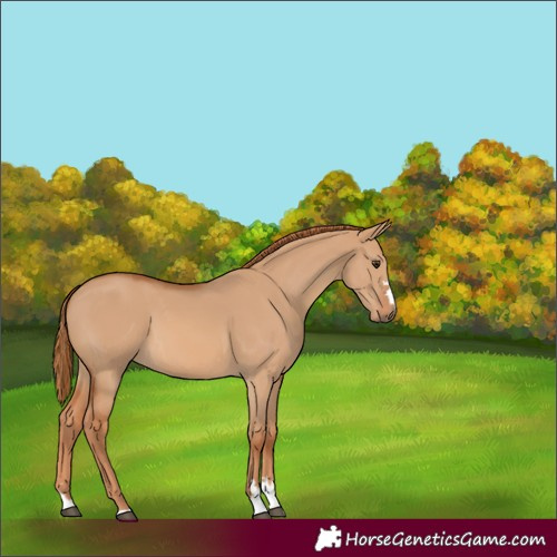 Horse Color:Red Dun 