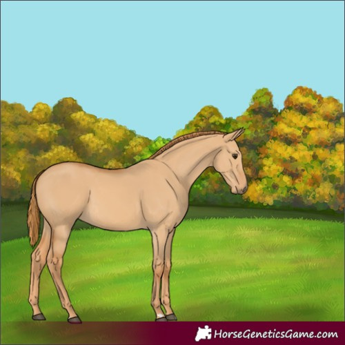 Horse Color:Red Dun 