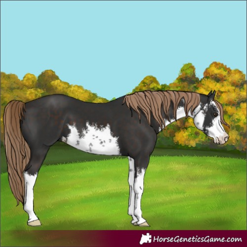 Horse Color:White Spotted Liver Chestnut 
