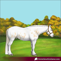 Horse Color:Buckskin Splash Tobiano Appaloosa 