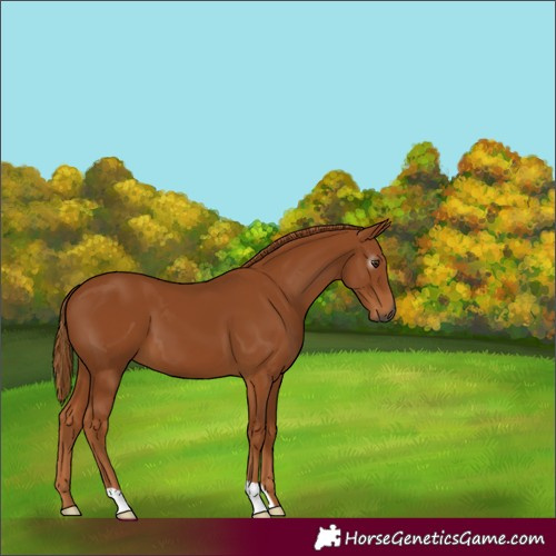 Horse Color:Gray Chestnut 