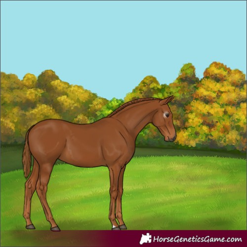 Horse Color:Gray Chestnut 