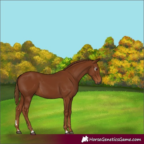 Horse Color:Gray Chestnut 