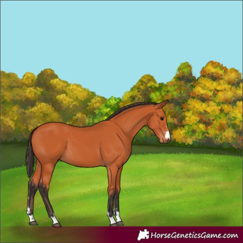 Horse Color:Bay 