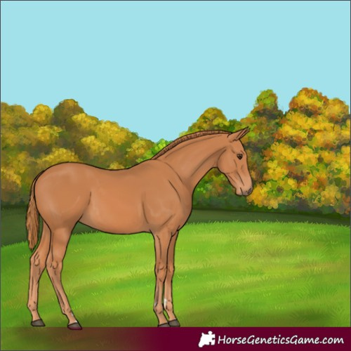 Horse Color:Chestnut 