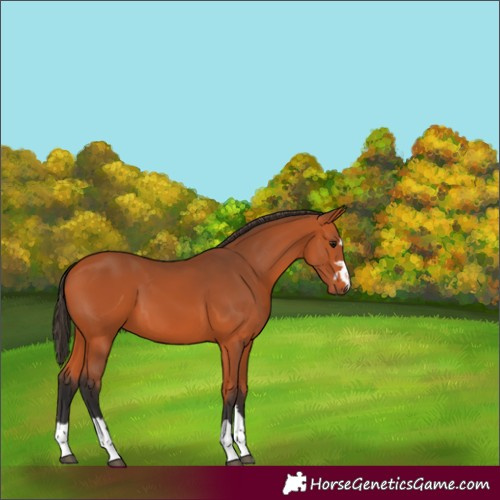 Horse Color:Bay 