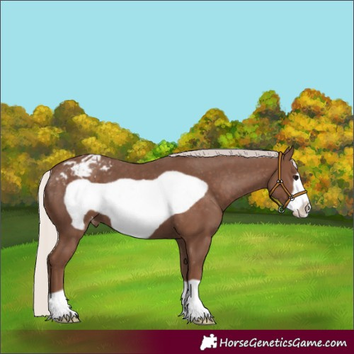 Horse Color:Silver Black Frame Appaloosa 