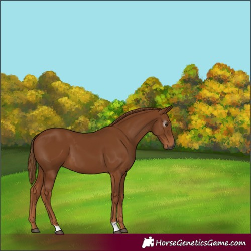 Horse Color:Gray Chestnut 