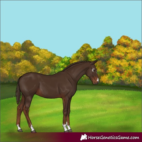 Horse Color:Gray Chestnut 