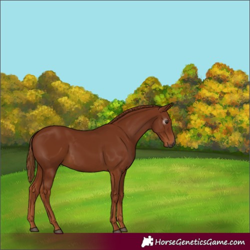 Horse Color:Gray Chestnut 