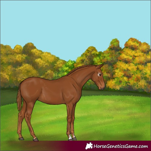 Horse Color:Gray Chestnut 