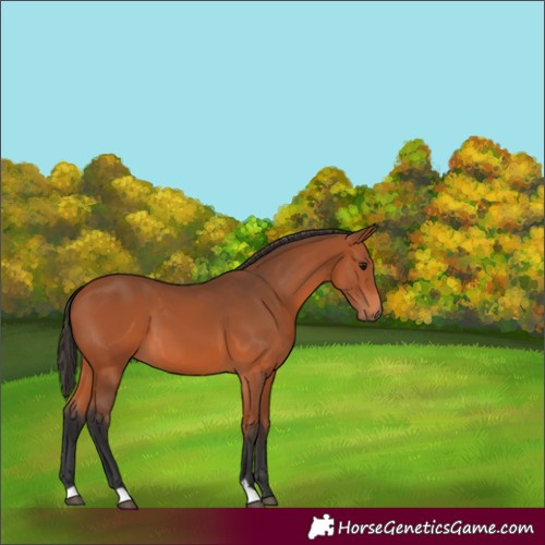 Horse Color:Bay 