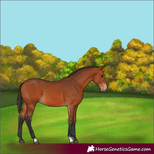 Horse Color:Bay 