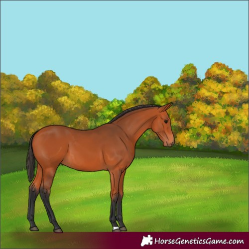 Horse Color:Bay 