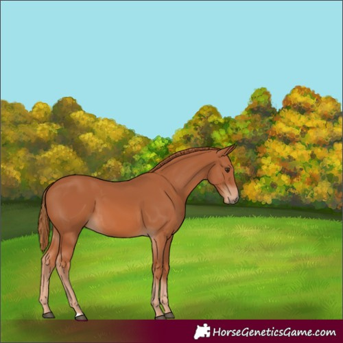 Horse Color:Chestnut 