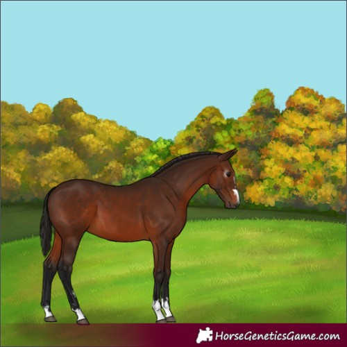 Horse Color:Gray Bay 