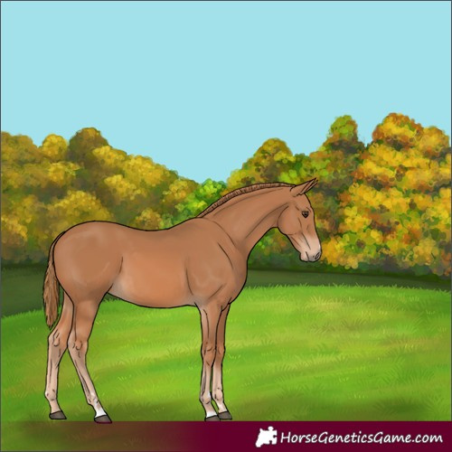 Horse Color:Chestnut 
