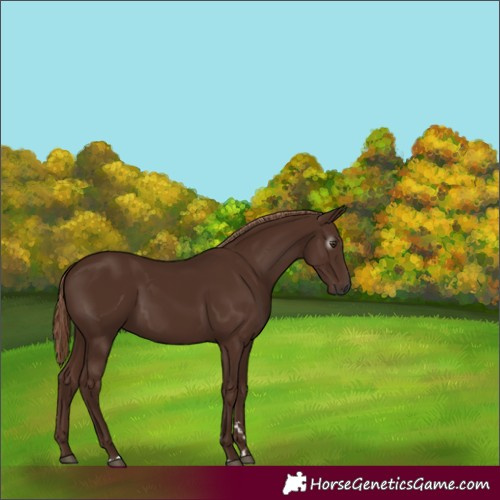 Horse Color:Gray Chestnut 
