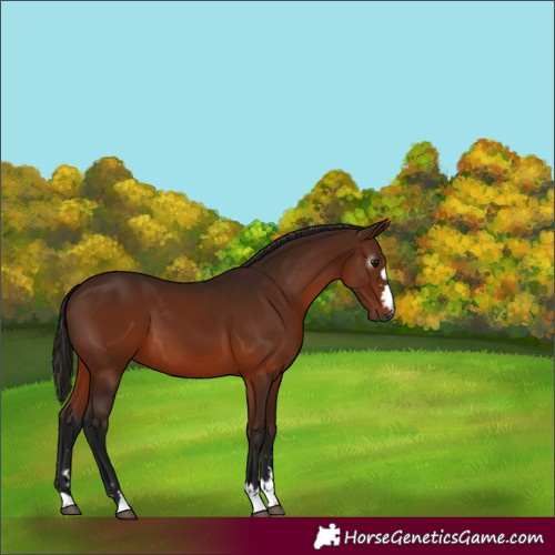 Horse Color:Gray Bay 