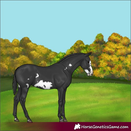 Horse Color:Black Frame 