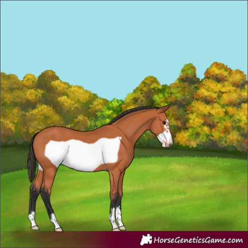 Horse Color:Bay Frame 