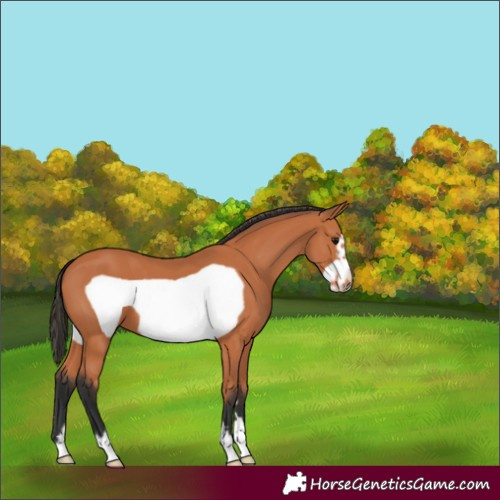 Horse Color:Bay Frame 