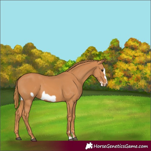 Horse Color:Chestnut Frame 
