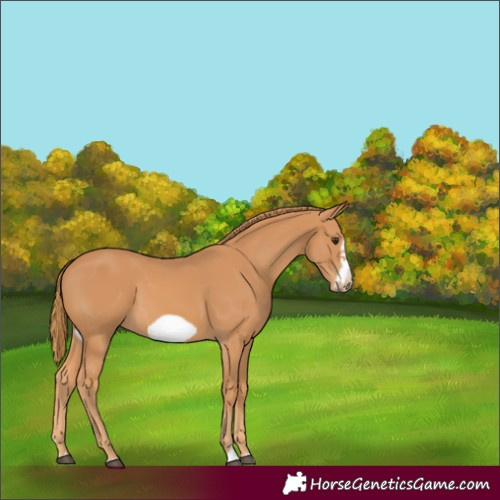 Horse Color:Chestnut Frame 