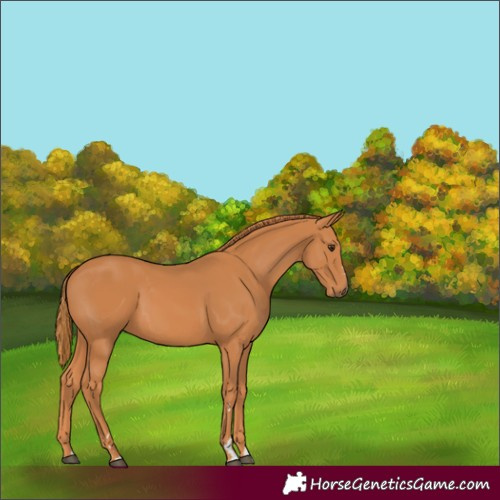 Horse Color:Chestnut 