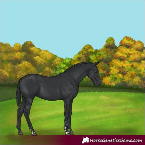 Horse Color:Black 