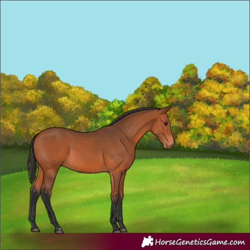 Horse Color:Bay 