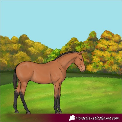 Horse Color:Bay 