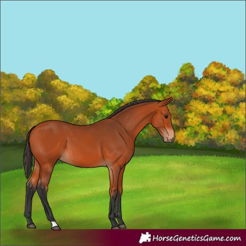 Horse Color:Bay 