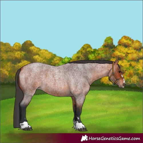 Horse Color:Bay Roan 