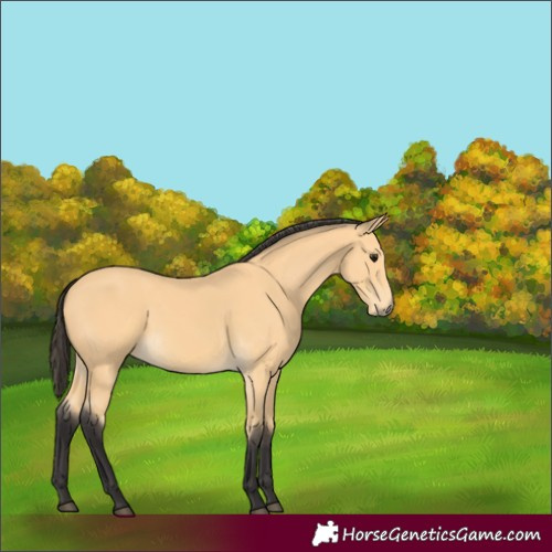Horse Color:Buckskin 