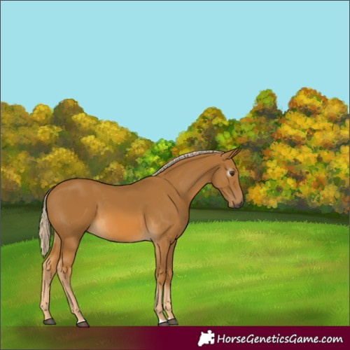 Horse Color:Gray Palomino 