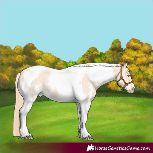 Horse Color:White Spotted Perlino Tobiano