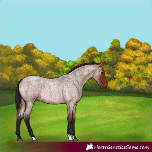 Horse Color:Gray Bay Roan 