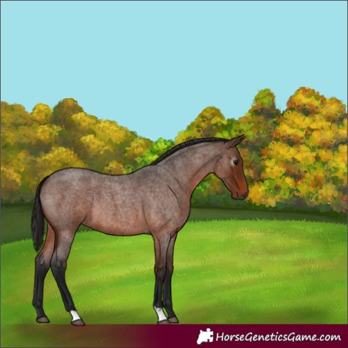 Horse Color:Gray Bay Roan 