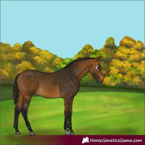 Horse Color:Gray Buckskin 