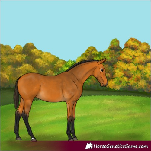 Horse Color:Gray Buckskin 