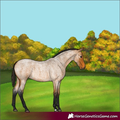 Horse Color:Gray Buckskin Roan 