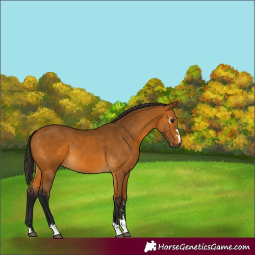 Horse Color:Gray Buckskin 