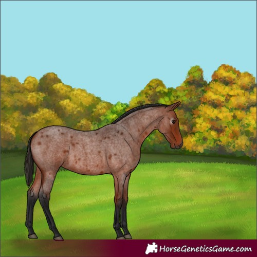 Horse Color:Gray Bay Roan 