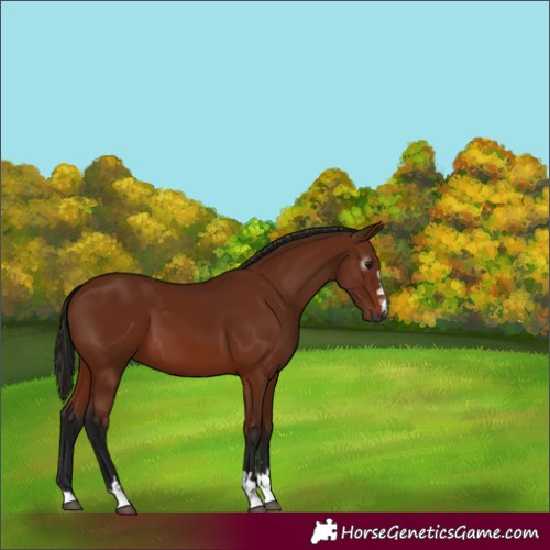 Horse Color:Gray Bay 