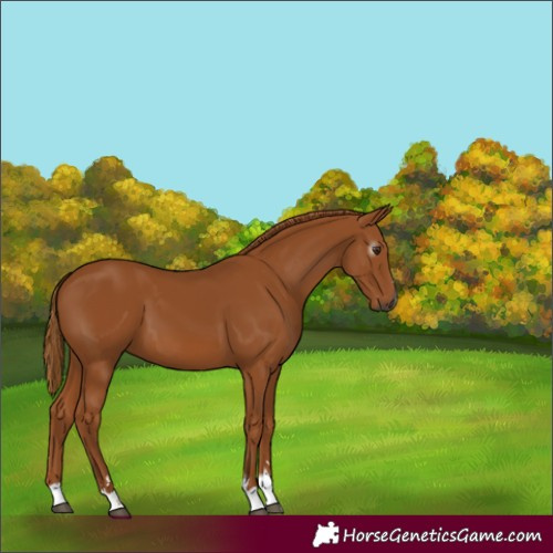 Horse Color:Gray Chestnut 