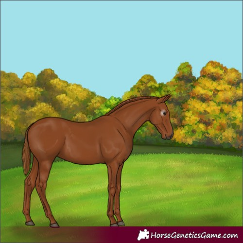 Horse Color:Gray Chestnut 