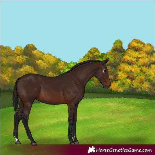 Horse Color:Gray Bay 