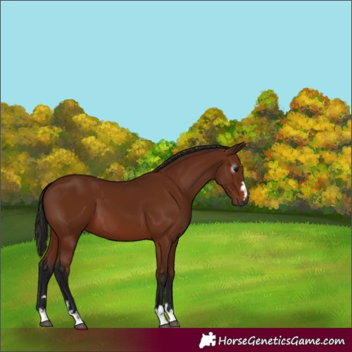 Horse Color:Gray Bay 